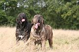 FILA BRASILEIRO 146